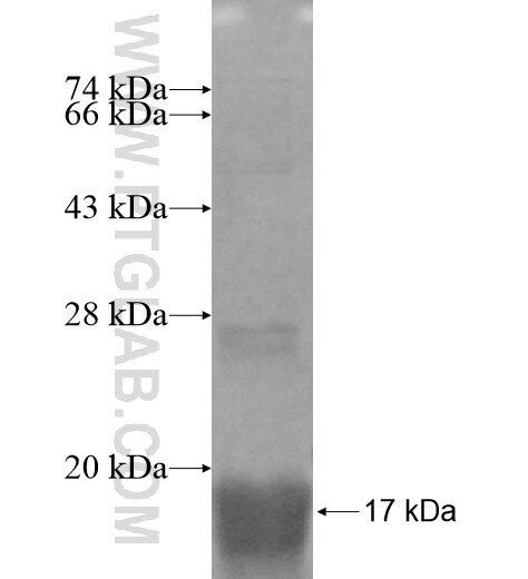 OXT fusion protein Ag12832 SDS-PAGE