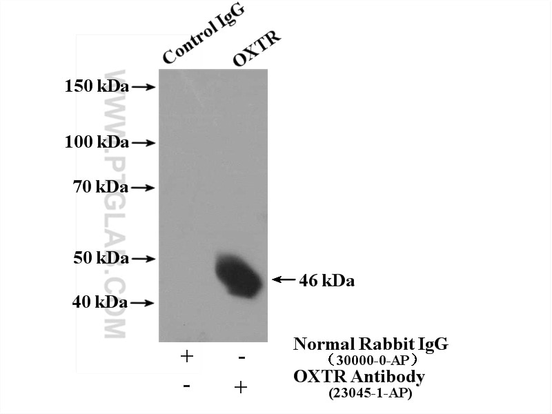 Immunoprecipitation (IP) experiment of L02 cells using OXTR Polyclonal antibody (23045-1-AP)