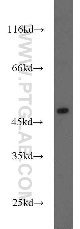 Western Blot (WB) analysis of L02 cells using OXTR Polyclonal antibody (23045-1-AP)