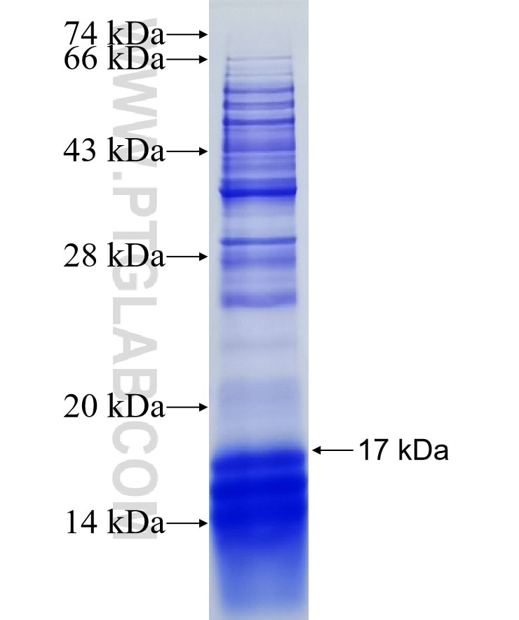 OXTR fusion protein Ag19074 SDS-PAGE