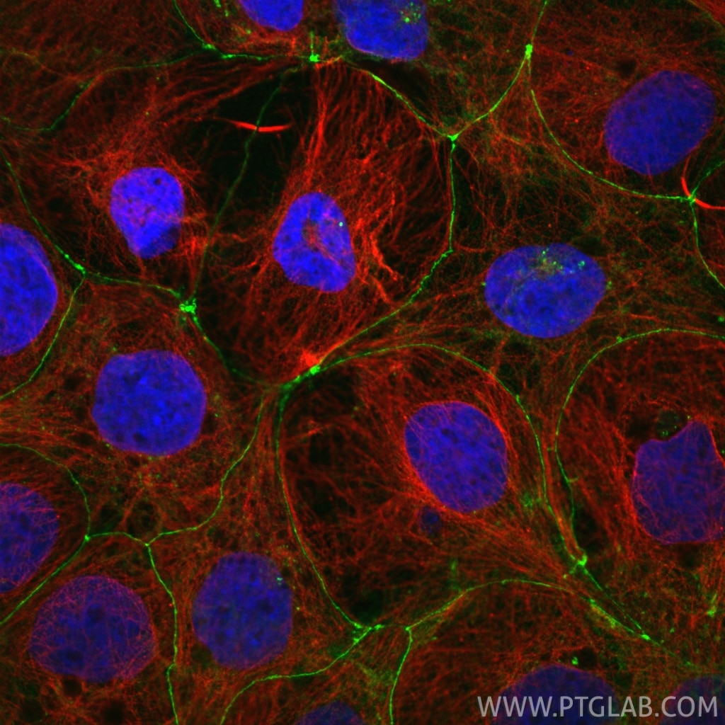 Immunofluorescent analysis of (4% PFA) fixed Caco-2 cells using Occludin antibody (27260-1-AP) at dilution of 1:500 and CoraLite®488-Conjugated Goat Anti-Rabbit IgG(H+L) (SA00013-2), Alpha Tubulin antibody (66031-1-Ig, Clone: 1E4C11, red). Immunofluorescence (IF) / fluorescent staining of Caco-2 cells using Occludin Polyclonal antibody (27260-1-AP)