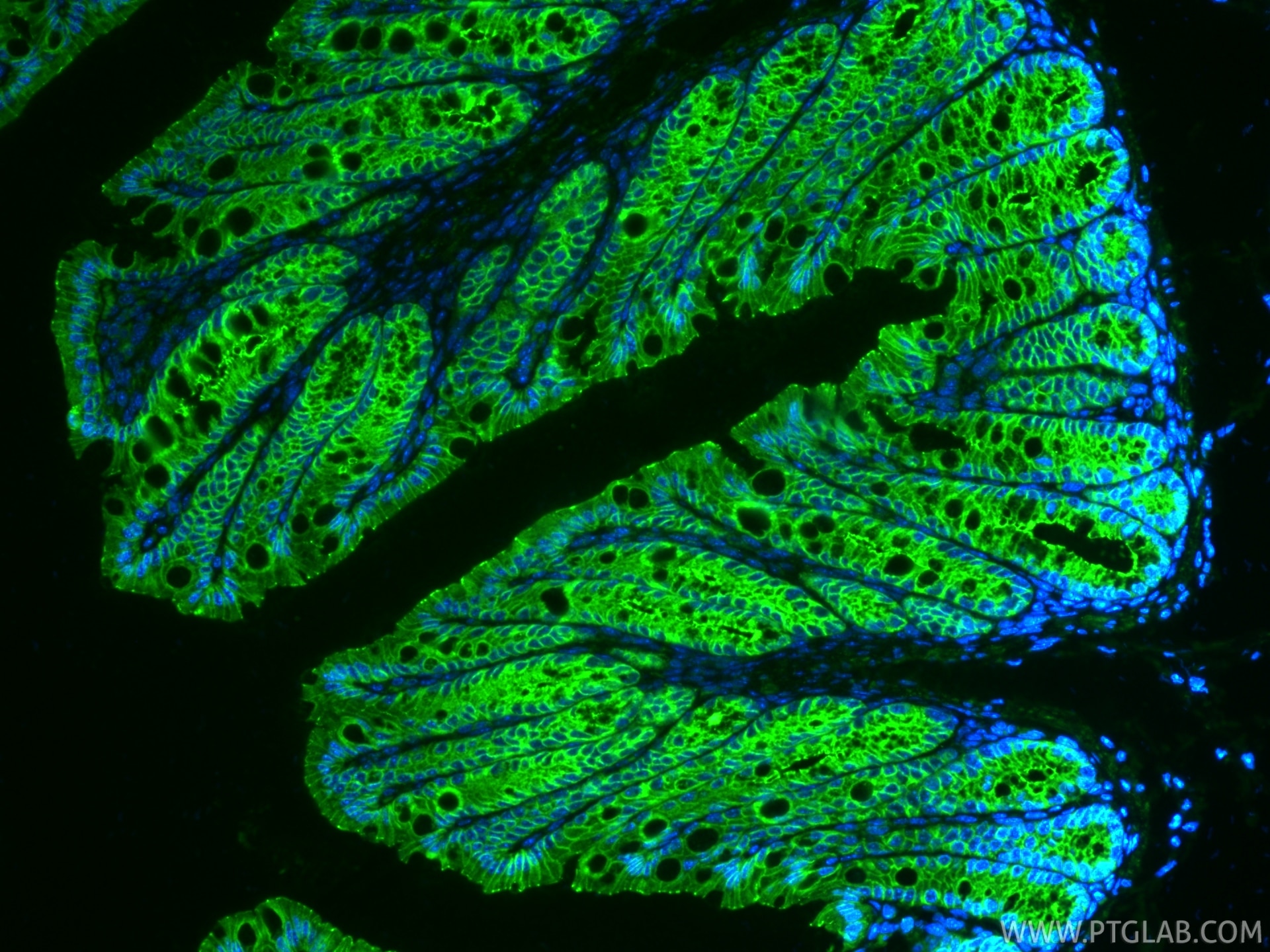 Immunofluorescence (IF) / fluorescent staining of mouse colon tissue using Occludin Polyclonal antibody (27260-1-AP)