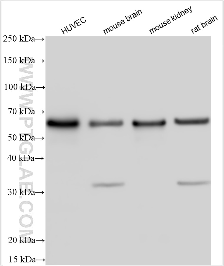 Western Blot (WB) analysis of various lysates using Occludin Polyclonal antibody (27260-1-AP)