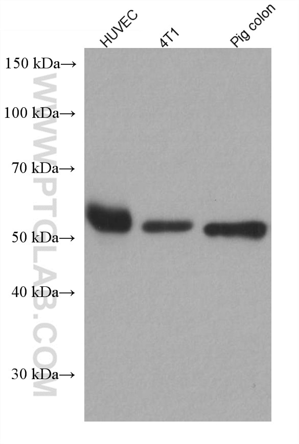 Western Blot (WB) analysis of various lysates using Occludin Monoclonal antibody (66378-1-Ig)