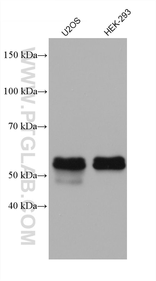Western Blot (WB) analysis of various lysates using Occludin Monoclonal antibody (66378-1-Ig)