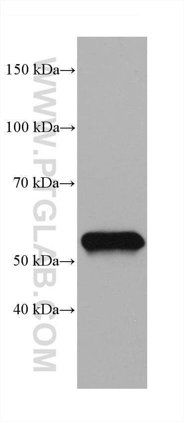 Western Blot (WB) analysis of pig colon tissue using Occludin Monoclonal antibody (66378-1-Ig)