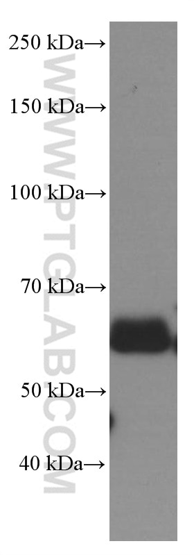 Occludin Monoclonal antibody