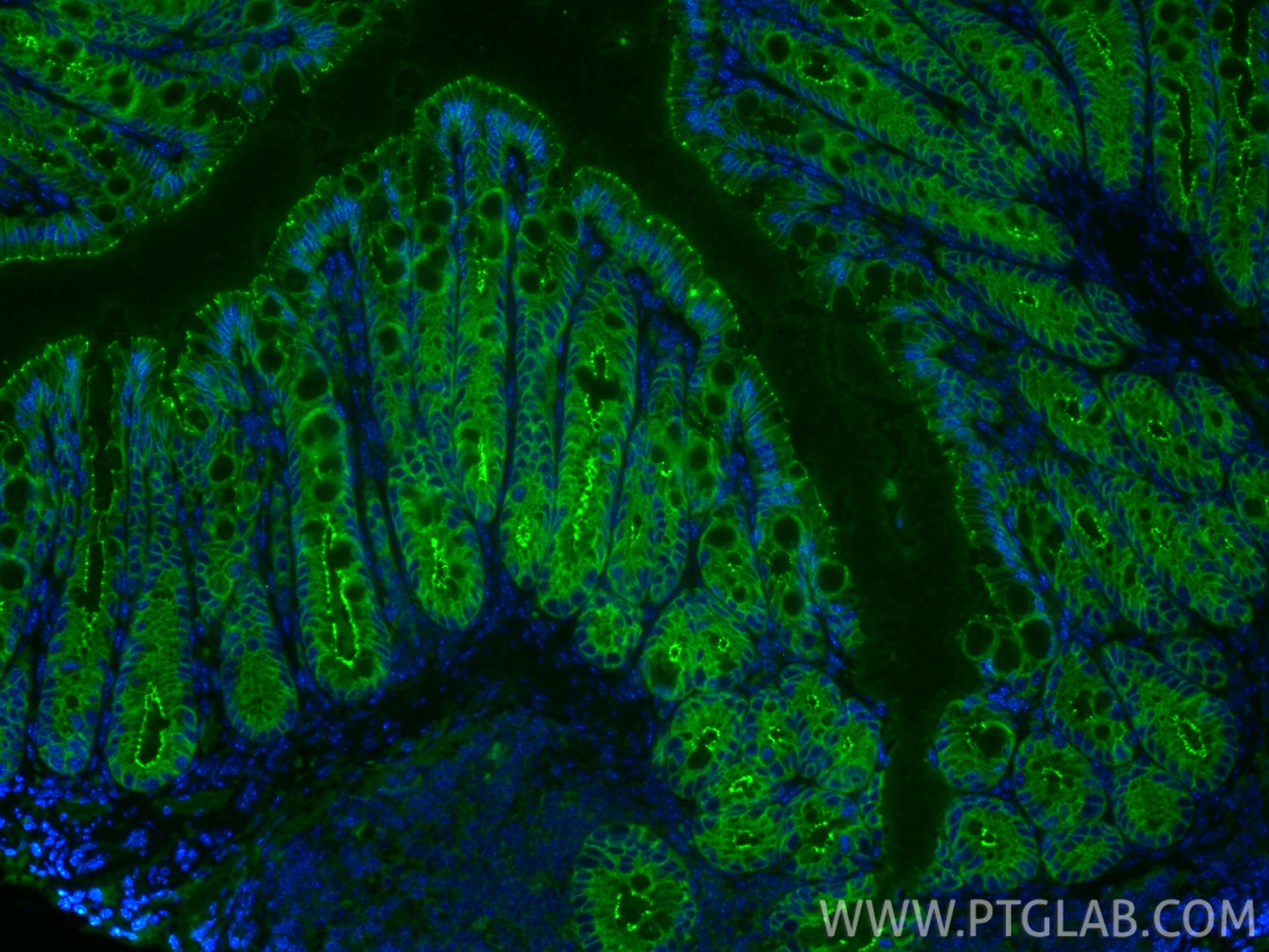IF Staining of mouse colon using 80545-1-RR Immunofluorescence (IF) / fluorescent staining of mouse colon tissue using Occludin Recombinant monoclonal antibody (80545-1-RR)