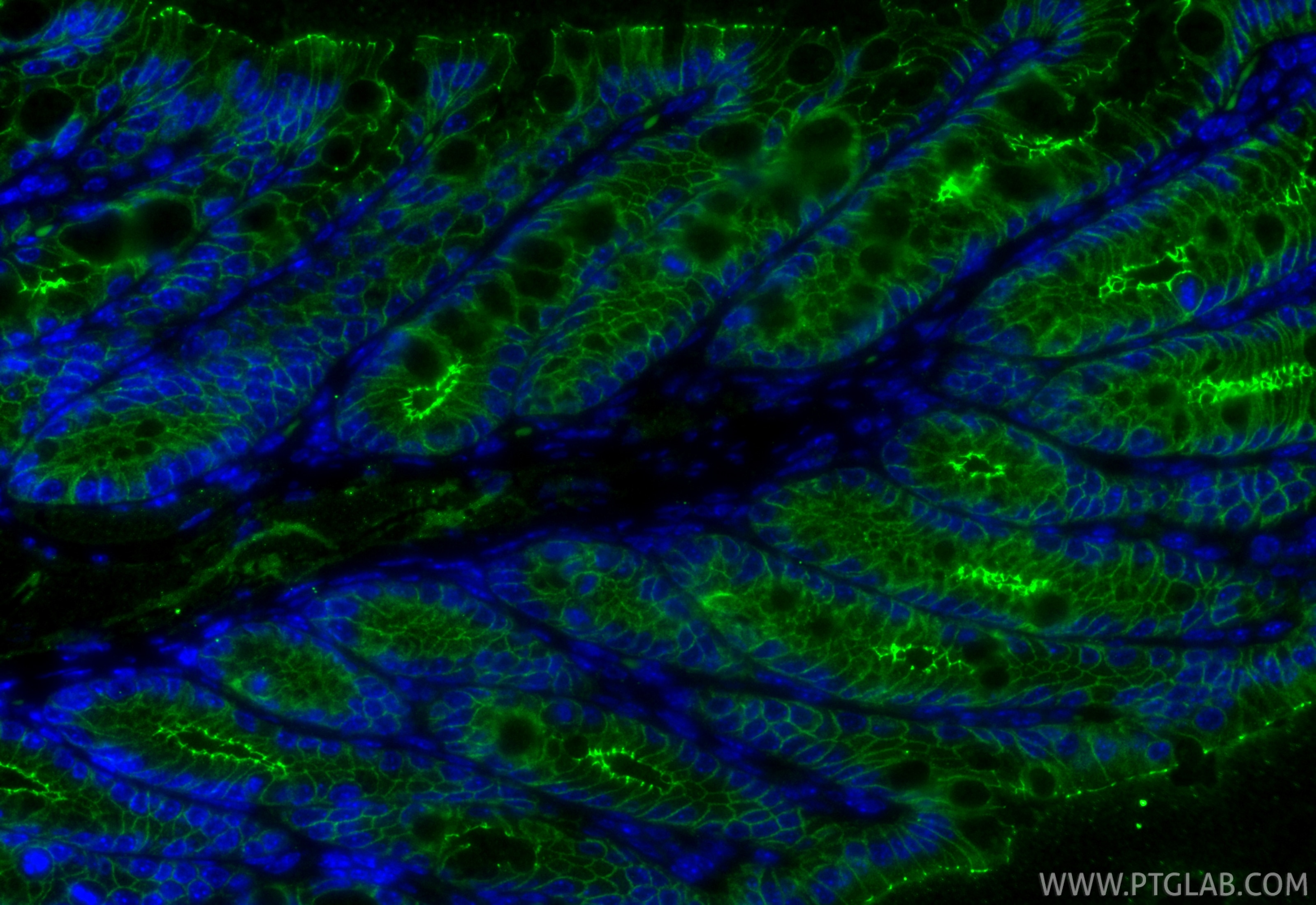 IF Staining of mouse colon using 80545-1-RR Immunofluorescence (IF) / fluorescent staining of mouse colon tissue using Occludin Recombinant monoclonal antibody (80545-1-RR)