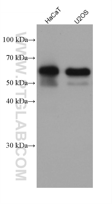 Western Blot (WB) analysis of various lysates using Occludin Recombinant antibody (80545-1-RR)