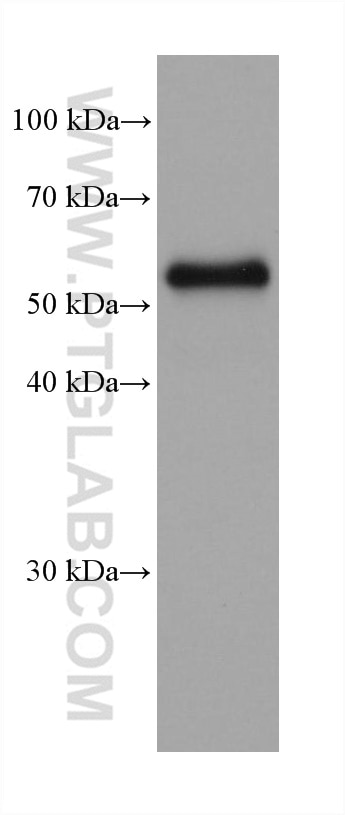 Western Blot (WB) analysis of pig colon tissue using Occludin Recombinant antibody (80545-1-RR)