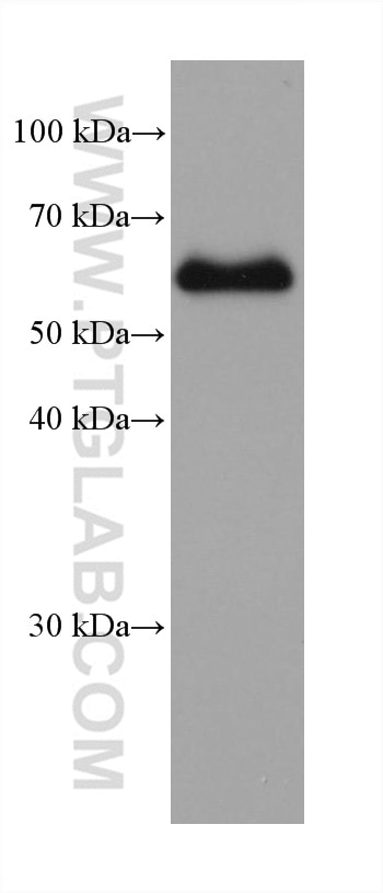 Western Blot (WB) analysis of mouse colon tissue using Occludin Recombinant antibody (80545-1-RR)