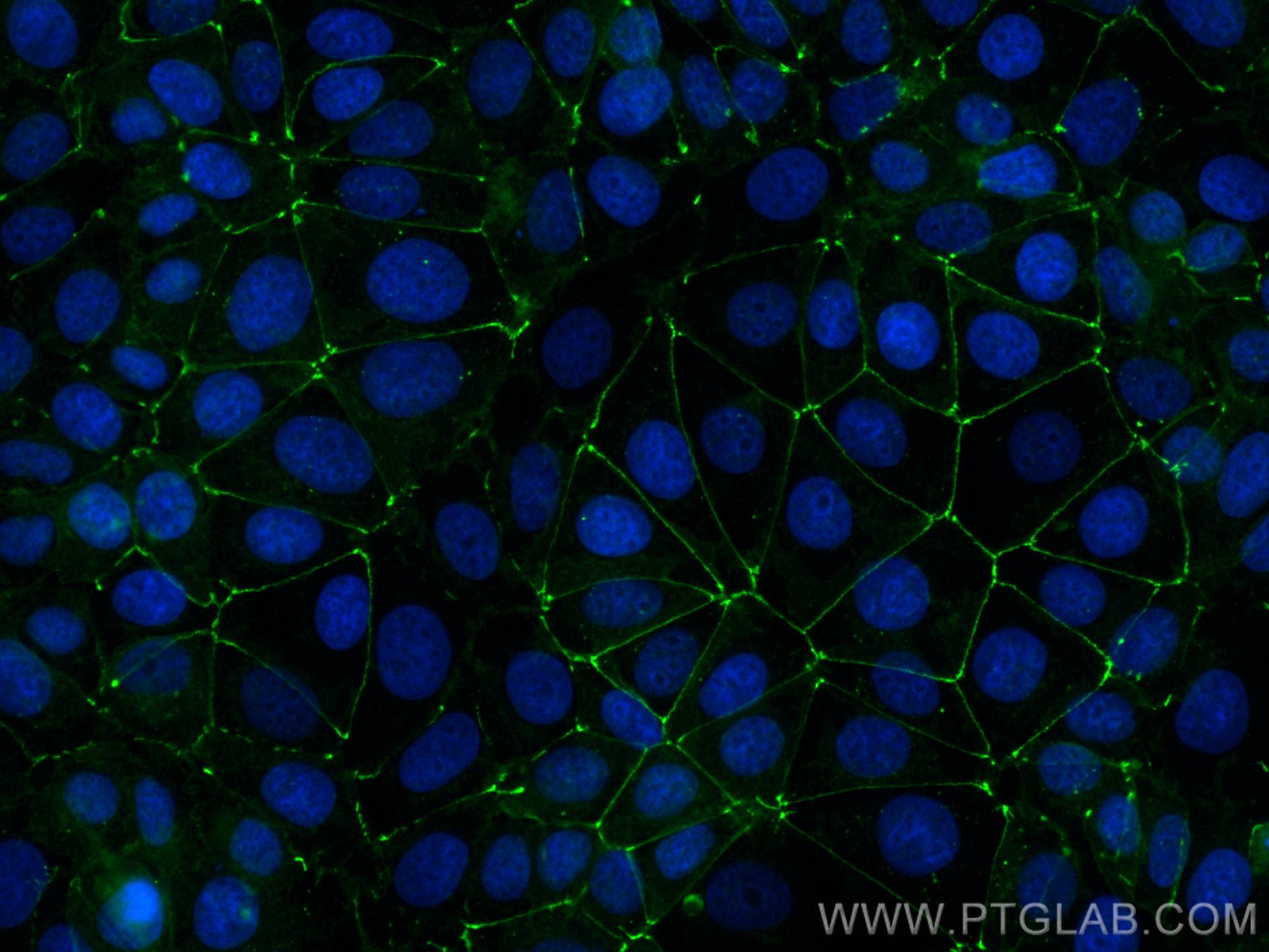 Immunofluorescence (IF) / fluorescent staining of MCF-7 cells using CoraLite® Plus 488-conjugated Occludin Polyclonal  (CL488-13409)