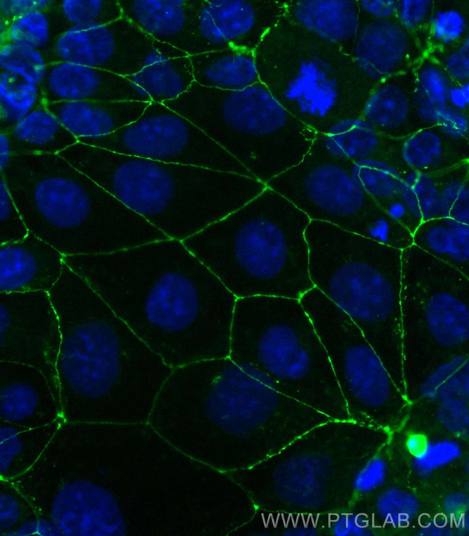 Immunofluorescence (IF) / fluorescent staining of Caco-2 cells using CoraLite® Plus 488-conjugated Occludin Polyclonal  (CL488-27260)