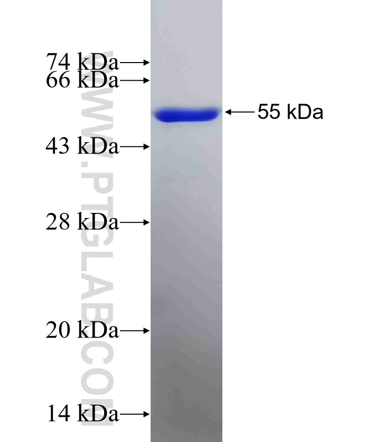 Occludin fusion protein Ag26173 SDS-PAGE