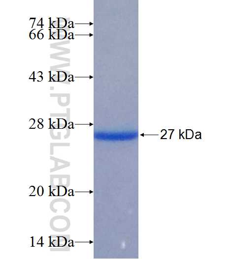 Occludin fusion protein Ag26182 SDS-PAGE