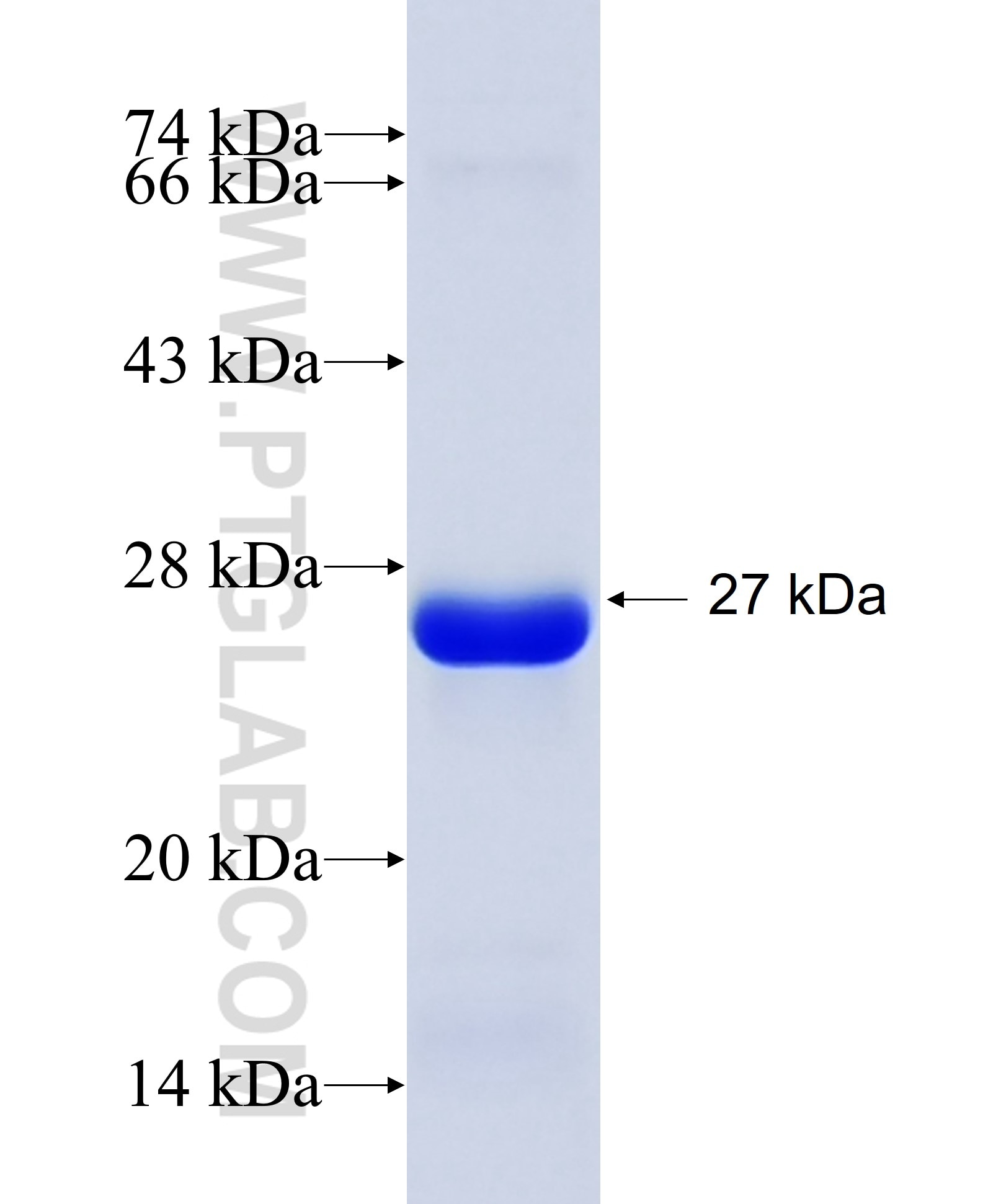 Occludin fusion protein Ag26182 SDS-PAGE