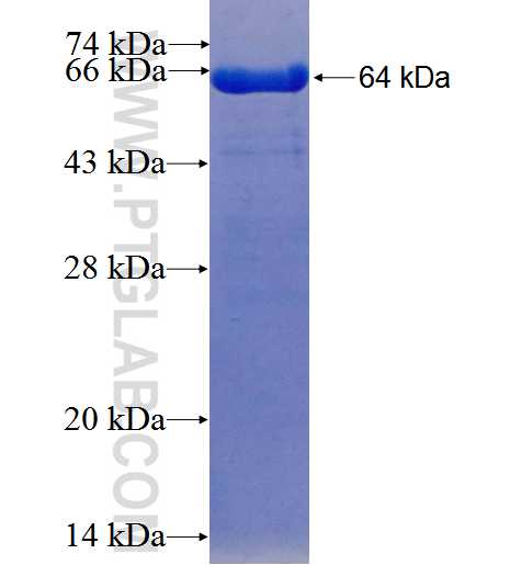 Occludin fusion protein Ag4057 SDS-PAGE
