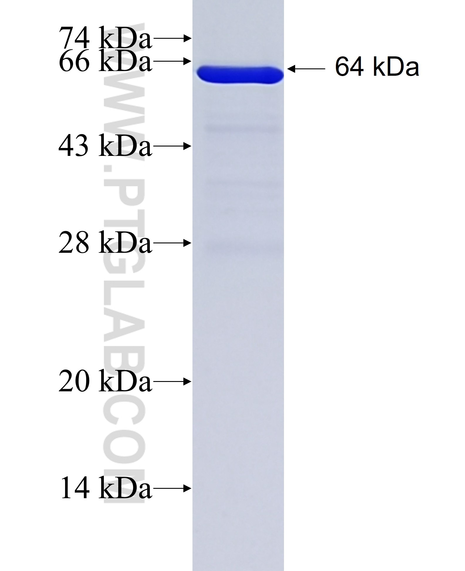 Occludin fusion protein Ag4057 SDS-PAGE