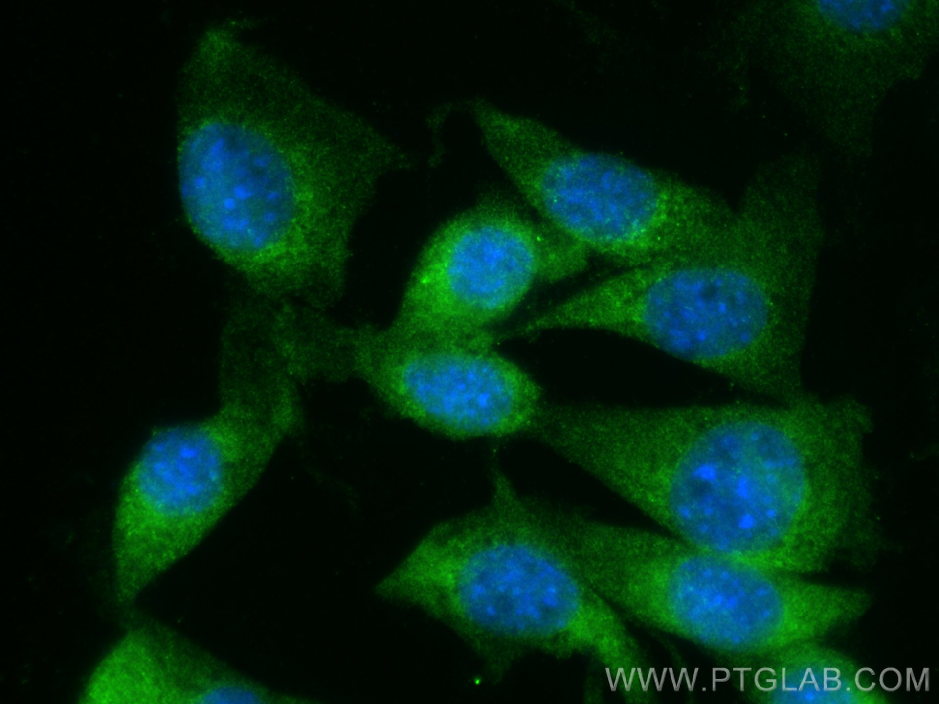 Immunofluorescence (IF) / fluorescent staining of NIH/3T3 cells using Osteocalcin Polyclonal antibody (23418-1-AP)