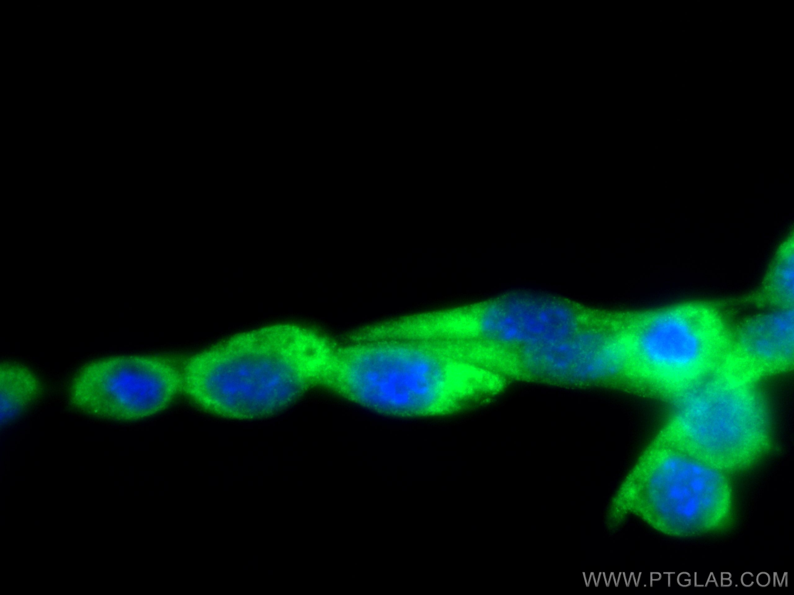 Immunofluorescence (IF) / fluorescent staining of NIH/3T3 cells using Osteocalcin Polyclonal antibody (23418-1-AP)