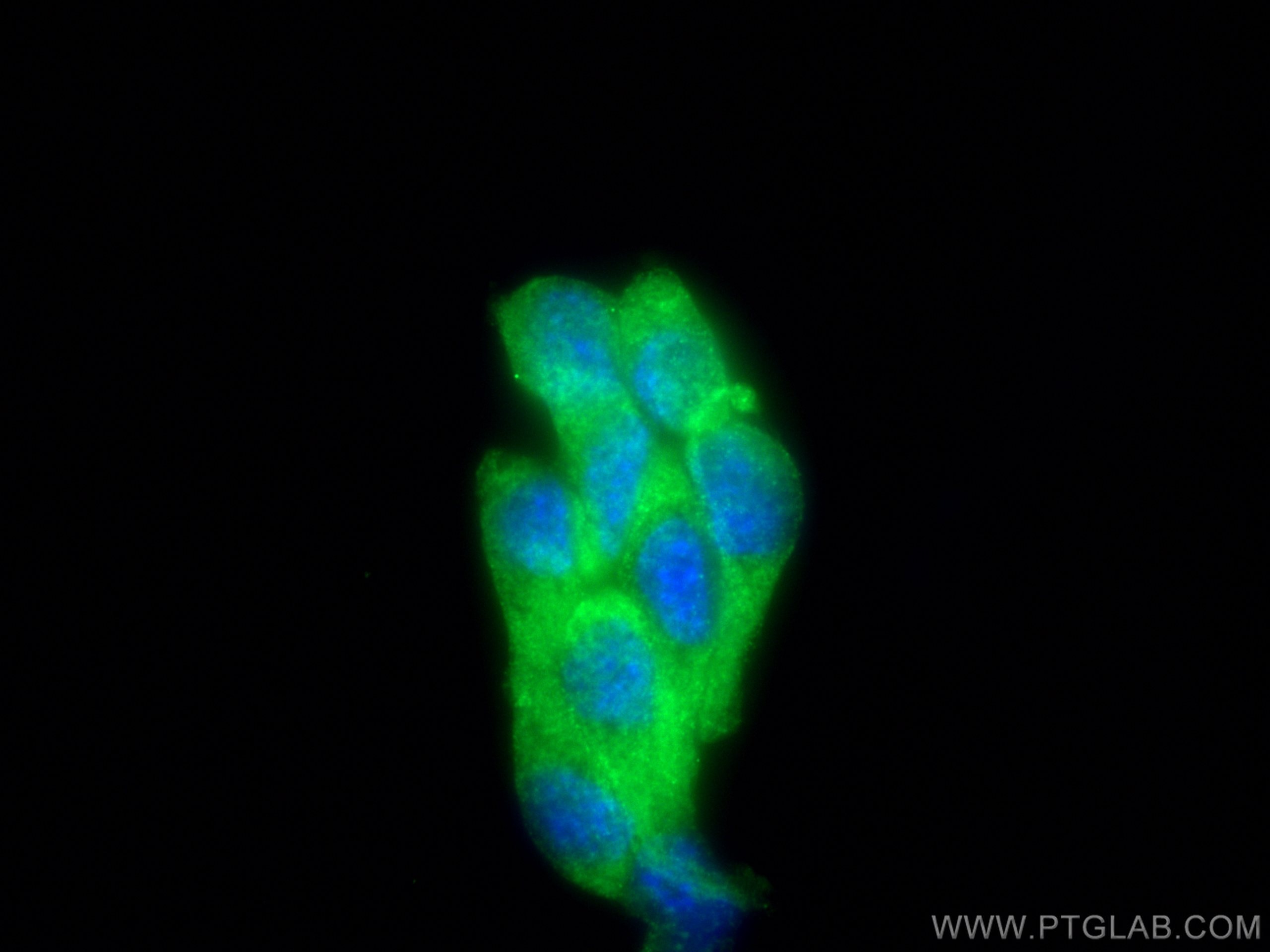 Immunofluorescence (IF) / fluorescent staining of NIH/3T3 cells using Osteocalcin Polyclonal antibody (23418-1-AP)