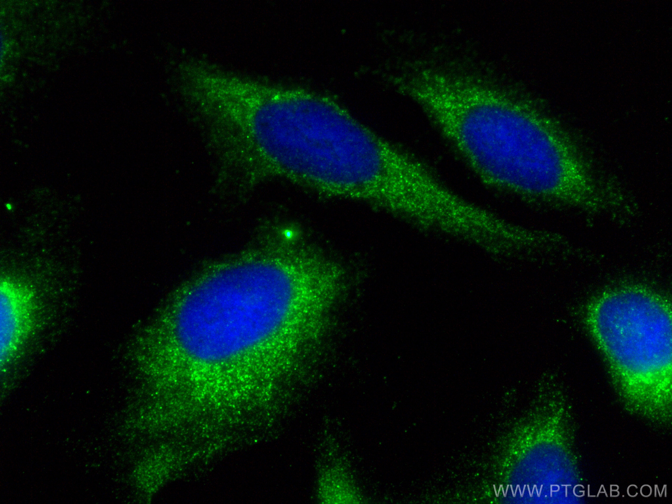 Immunofluorescence (IF) / fluorescent staining of U2OS cells using Osteocalcin Polyclonal antibody (23418-1-AP)