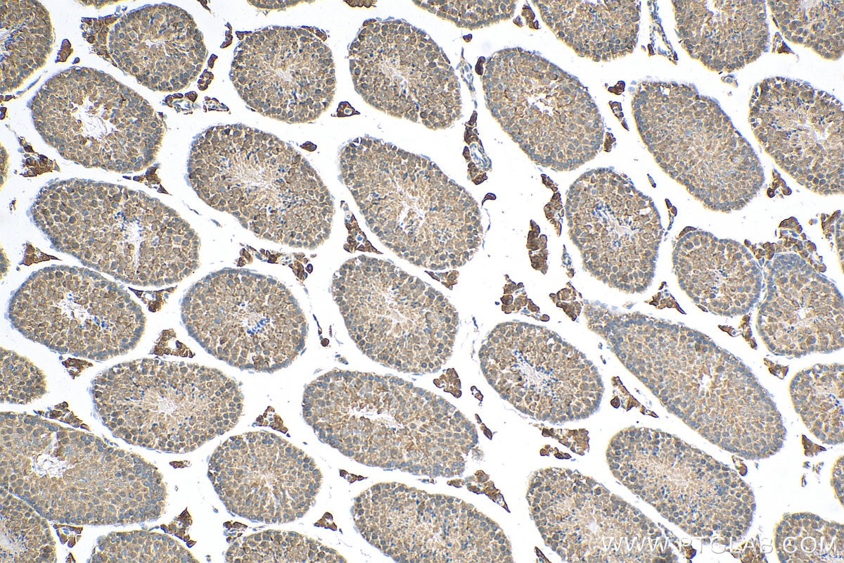 Immunohistochemistry (IHC) staining of mouse testis tissue using Osteocalcin Polyclonal antibody (23418-1-AP)