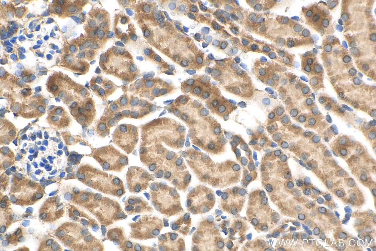 Immunohistochemistry (IHC) staining of mouse kidney tissue using Osteocalcin Polyclonal antibody (23418-1-AP)