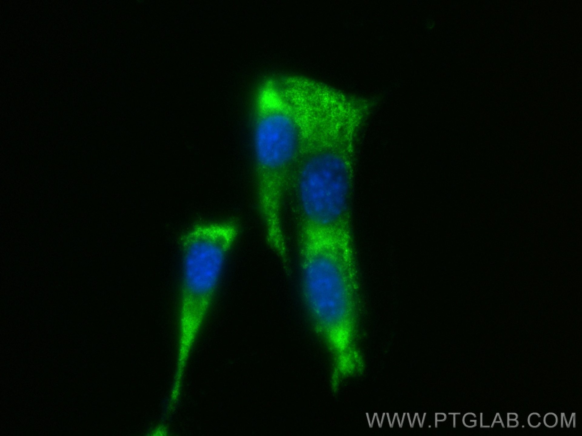 IF Staining of NIH/3T3 using CL488-16157