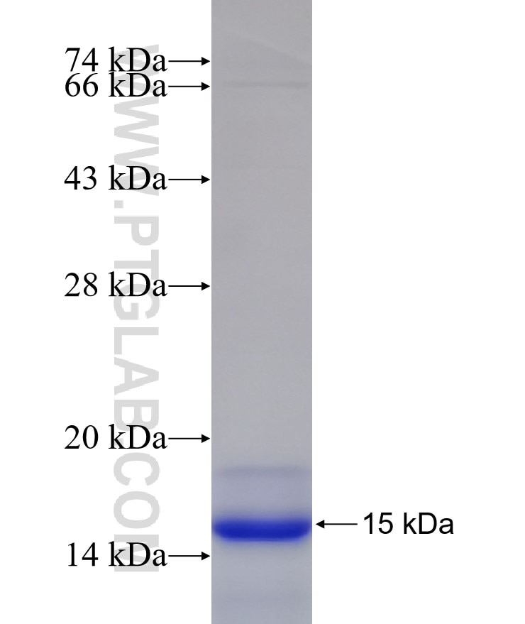 Osteocalcin fusion protein Ag20118 SDS-PAGE