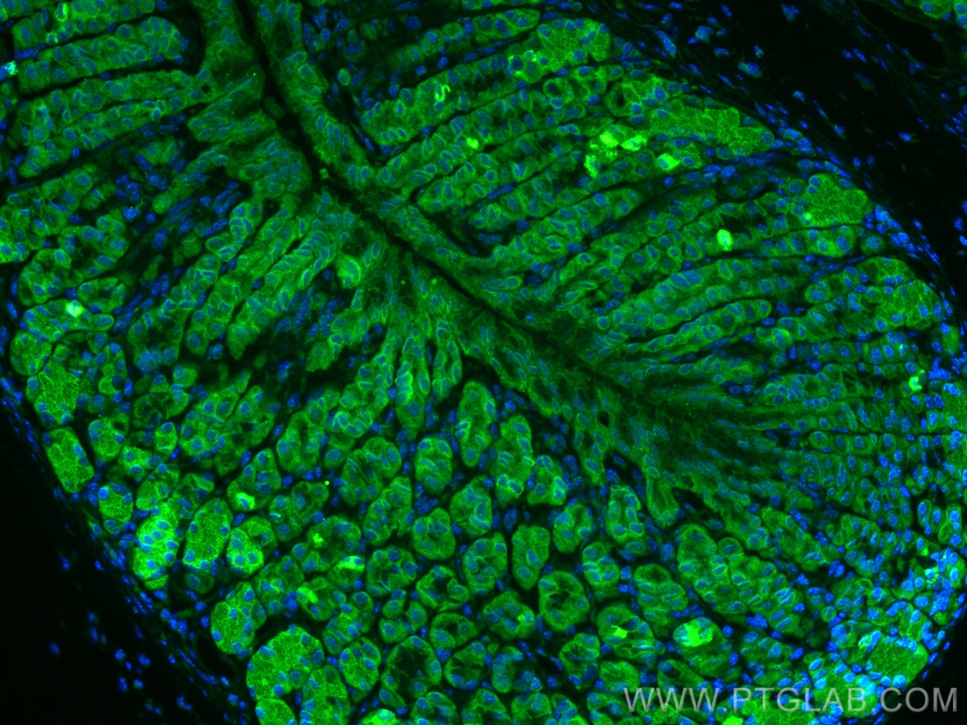 Immunofluorescence (IF) / fluorescent staining of mouse stomach tissue using Osteopontin Polyclonal antibody (30200-1-AP)