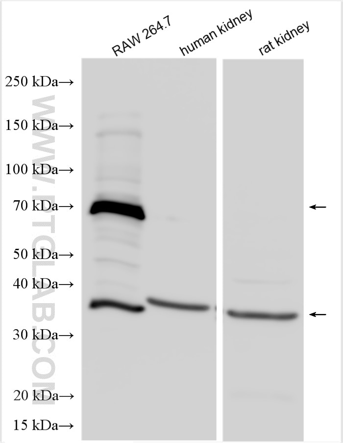 Western Blot (WB) analysis of various lysates using Osteopontin Polyclonal antibody (30200-1-AP)