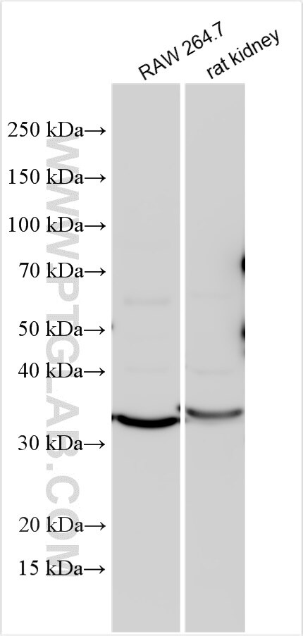 Western Blot (WB) analysis of various lysates using Osteopontin Polyclonal antibody (30200-1-AP)