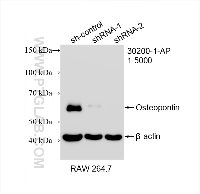 Western Blot (WB) analysis of RAW 264.7 cells using Osteopontin Polyclonal antibody (30200-1-AP)