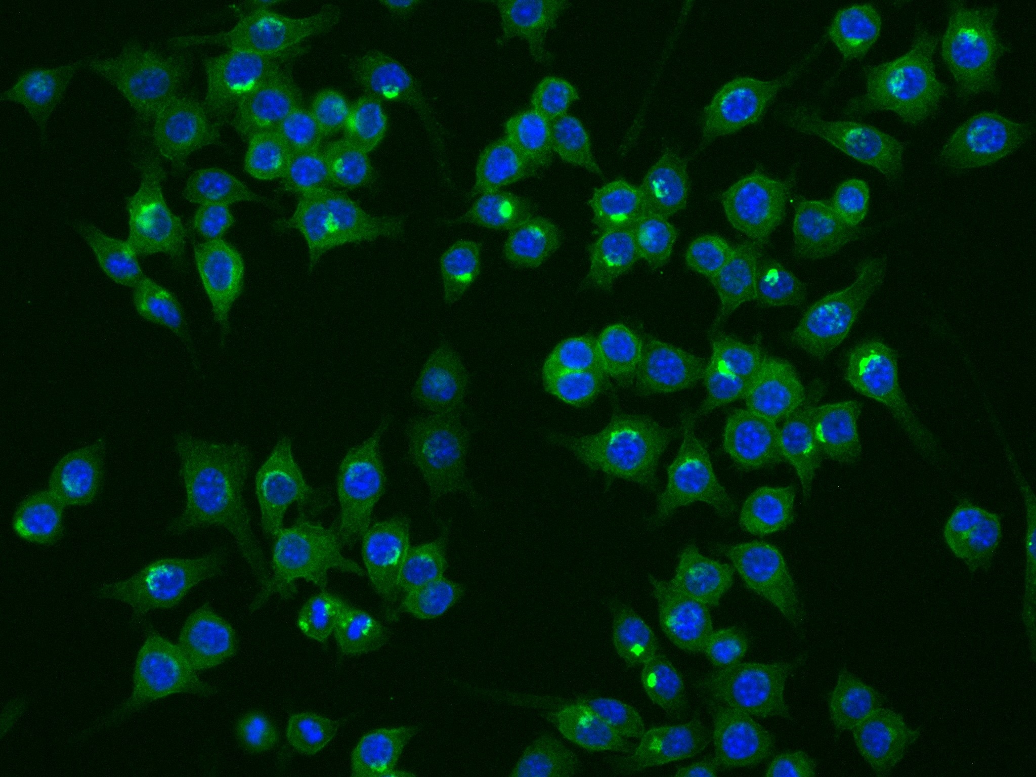 Immunofluorescence (IF) / fluorescent staining of RAW 264.7 cells using Osteopontin Recombinant antibody (83413-5-RR)