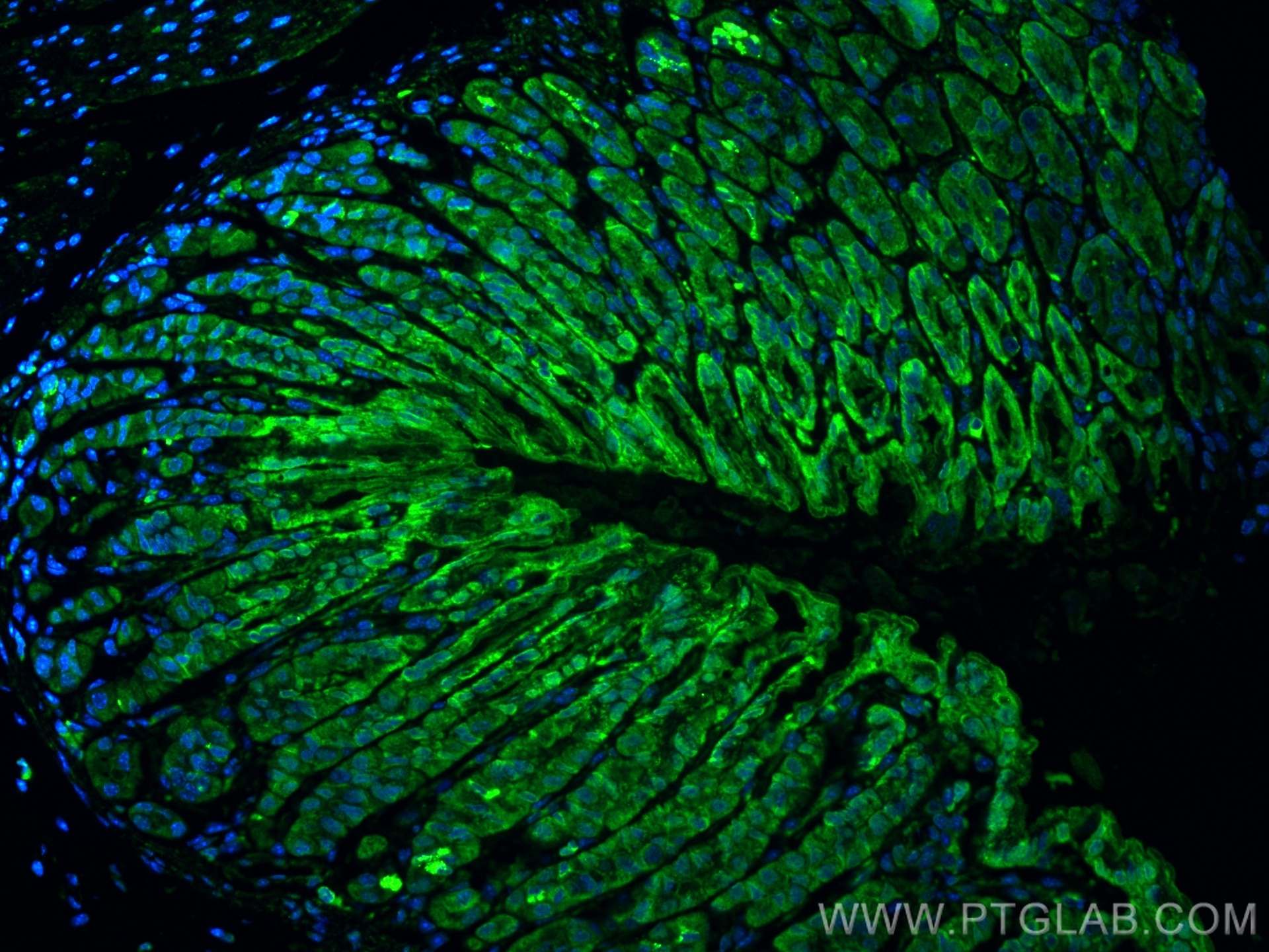 Immunofluorescence (IF) / fluorescent staining of mouse stomach tissue using Osteopontin Recombinant antibody (83413-6-RR)