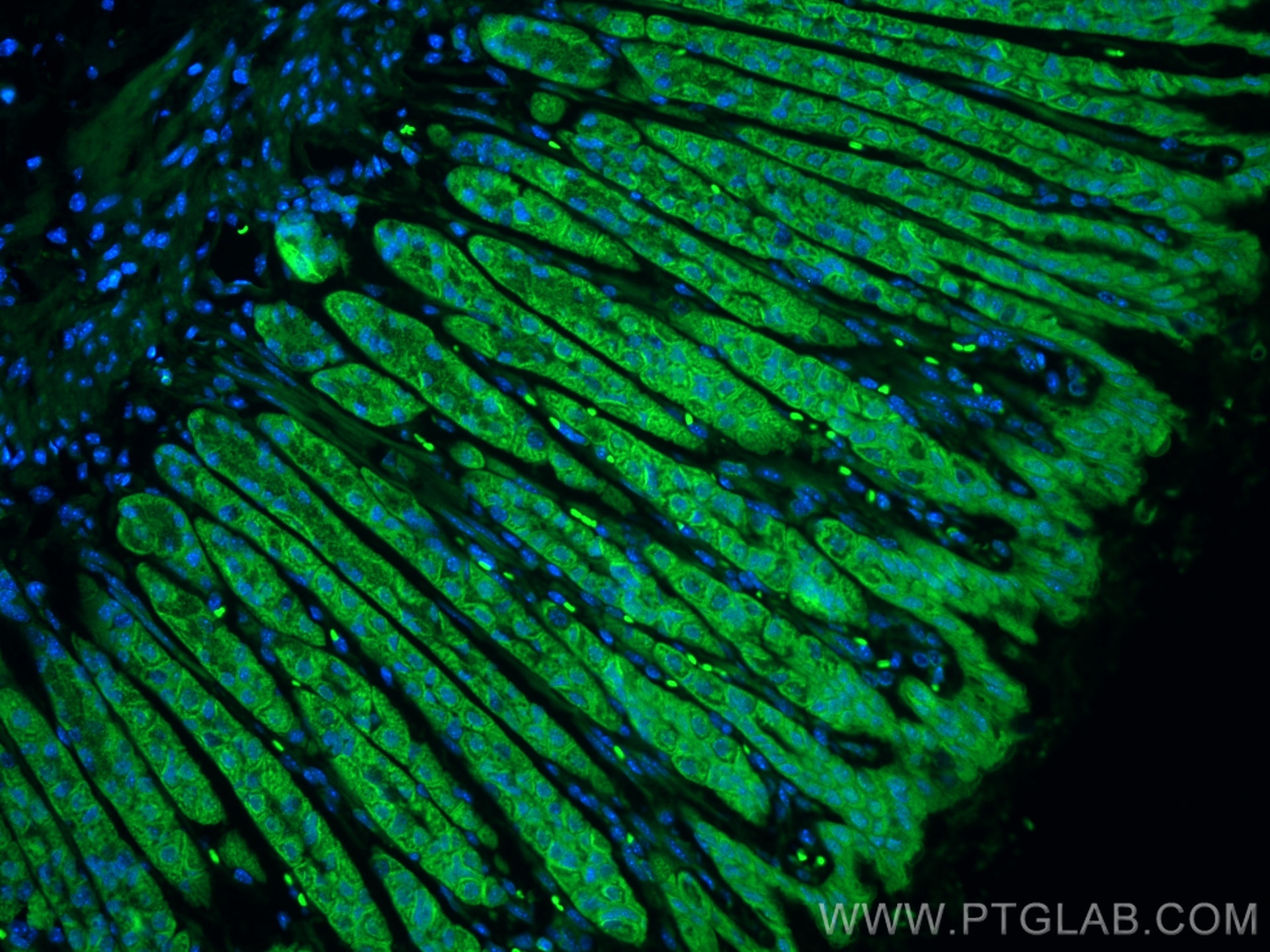 Immunofluorescence (IF) / fluorescent staining of mouse stomach tissue using CoraLite® Plus 488-conjugated Osteopontin Recombin (CL488-83413-6)