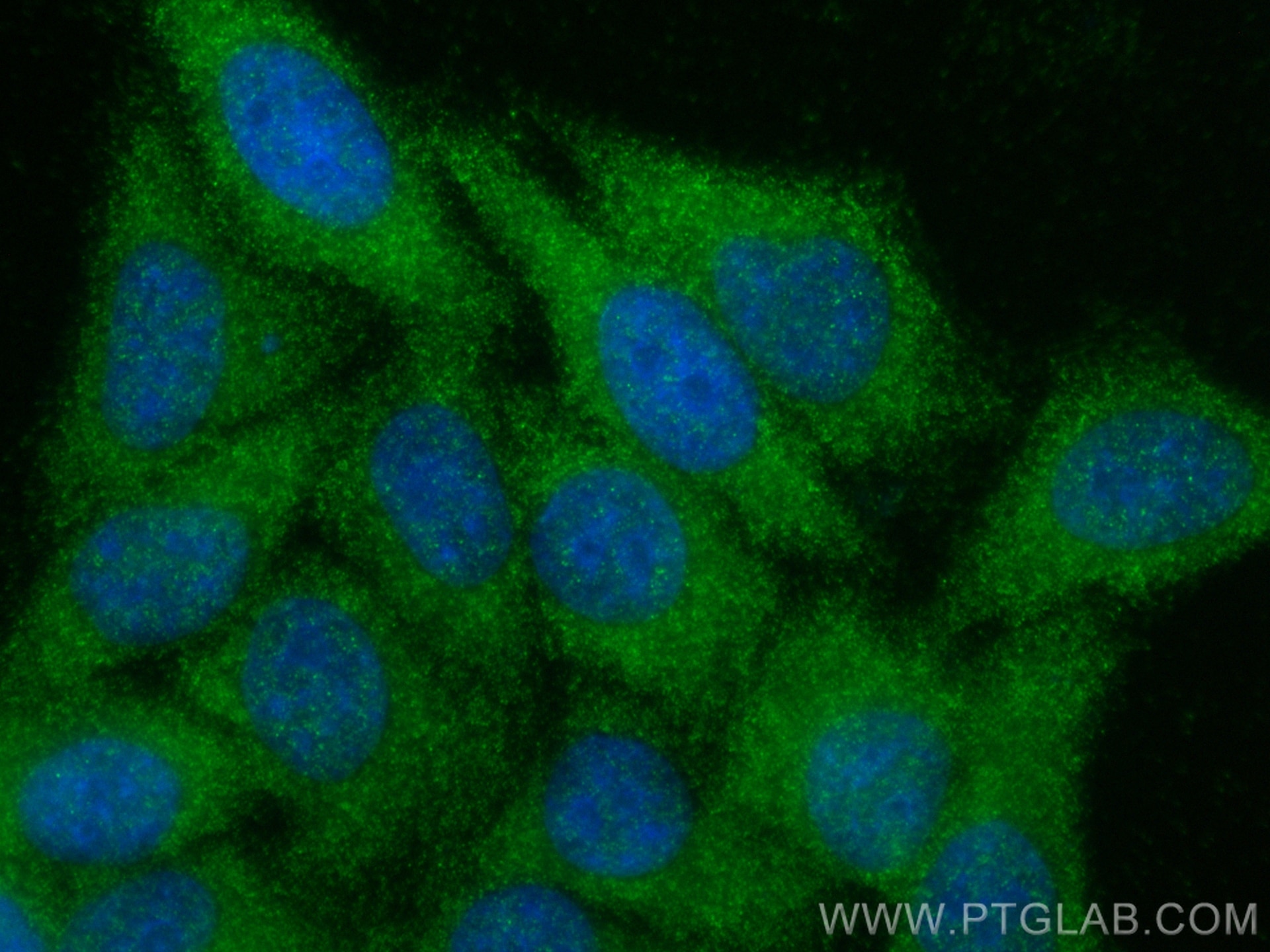 Immunofluorescence (IF) / fluorescent staining of HepG2 cells using Osteoprotegerin/TNFRSF11B Polyclonal antibody (31766-1-AP)