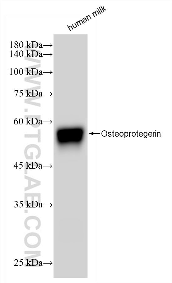 Western Blot (WB) analysis of human milk using Osteoprotegerin/TNFRSF11B Recombinant antibody (83506-1-RR)
