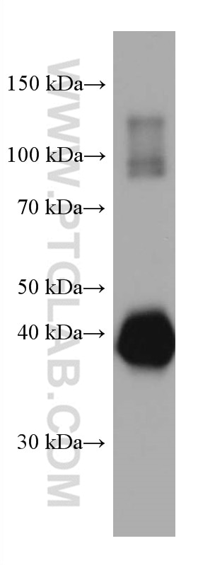 Western Blot (WB) analysis of Recombinant protein using Ovalbumin Monoclonal antibody (67614-1-Ig)