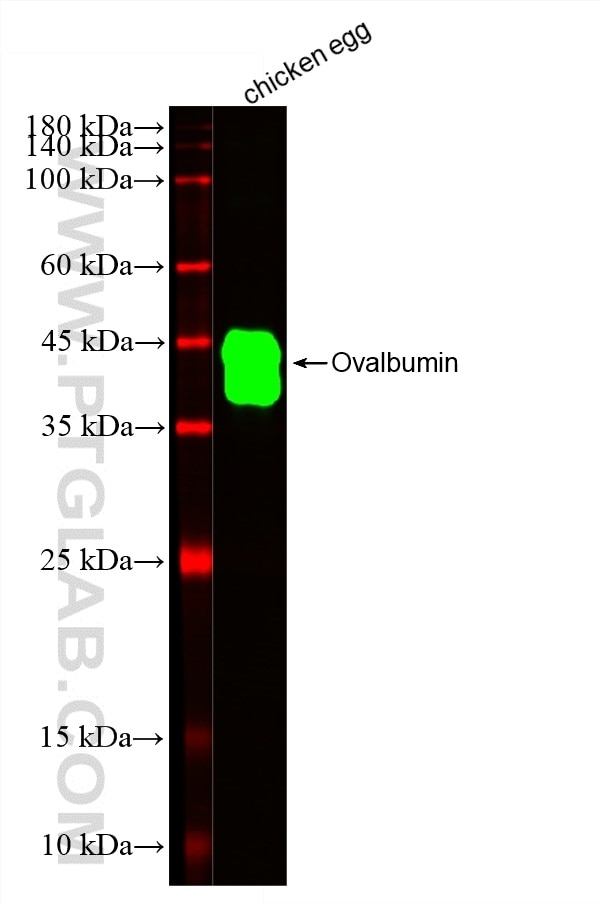 Western Blot (WB) analysis of Recombinant protein using CoraLite® Plus 488-conjugated Ovalbumin Monoclonal (CL488-67614)