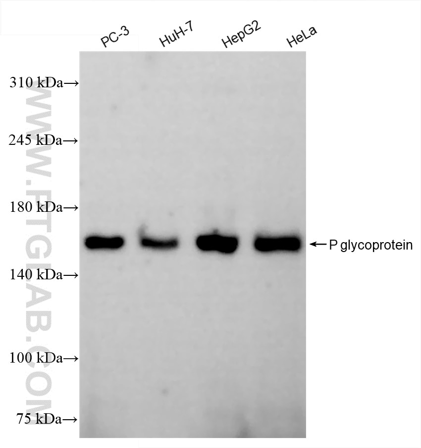 Western Blot (WB) analysis of various lysates using P glycoprotein Recombinant antibody (84295-3-RR)