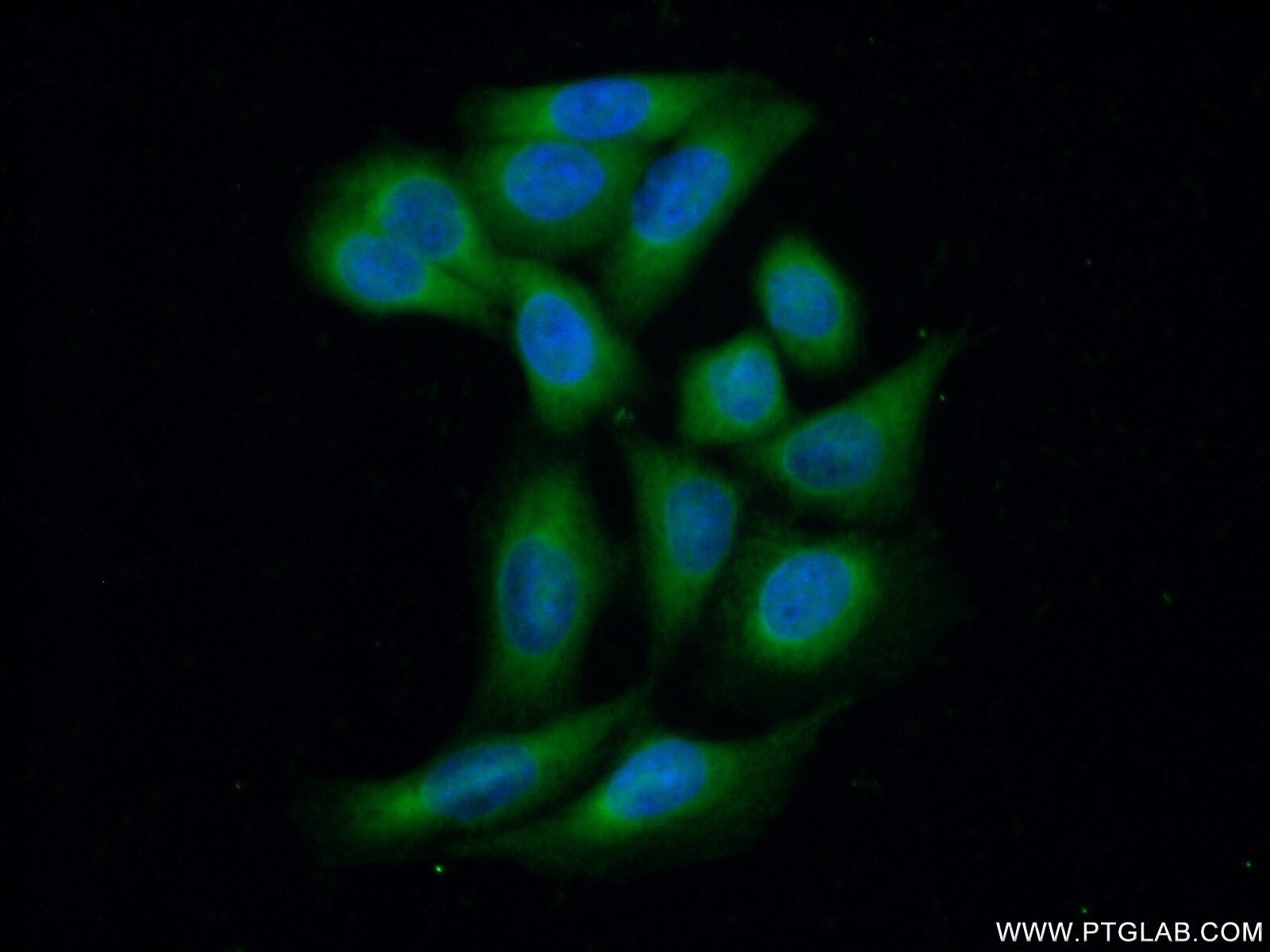Immunofluorescence (IF) / fluorescent staining of HeLa cells using PP11 Polyclonal antibody (18002-1-AP)