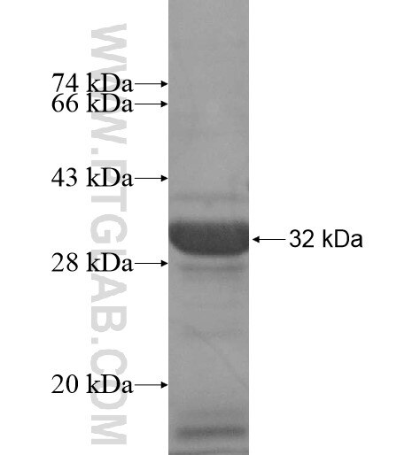 P11 fusion protein Ag12494 SDS-PAGE