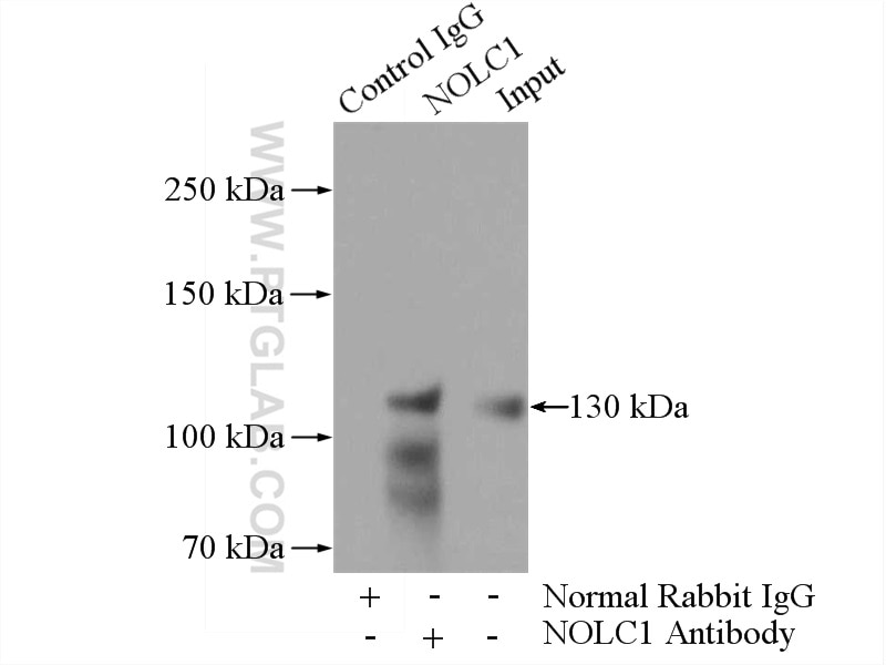 Immunoprecipitation (IP) experiment of HeLa cells using NOLC1 Polyclonal antibody (11815-1-AP)