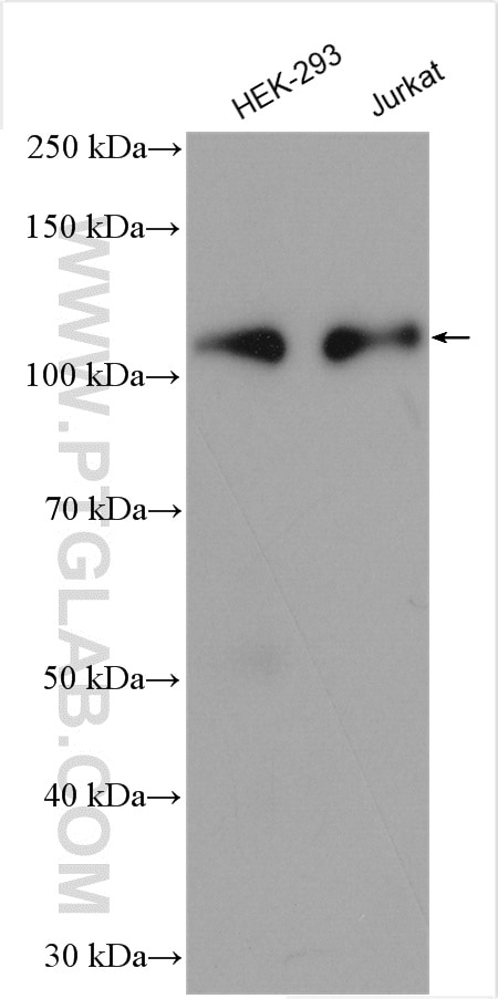 Western Blot (WB) analysis of various lysates using NOLC1 Polyclonal antibody (11815-1-AP)