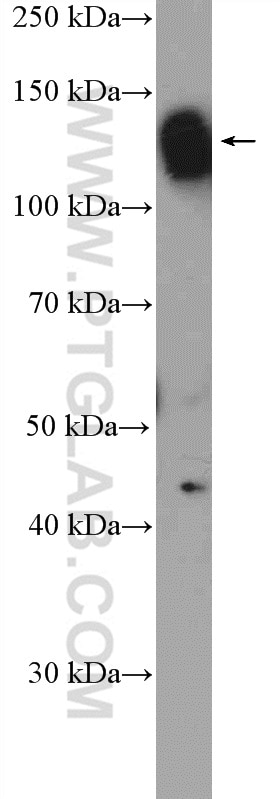 Western Blot (WB) analysis of HEK-293 cells using NOLC1 Polyclonal antibody (11815-1-AP)