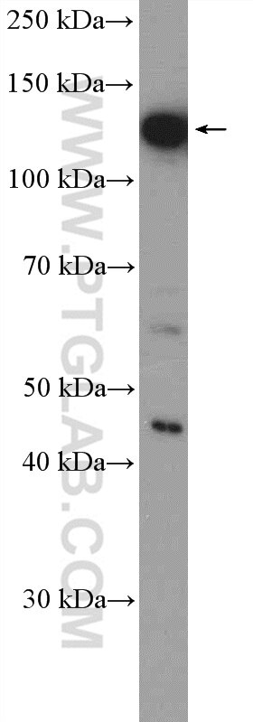 Western Blot (WB) analysis of HEK-293 cells using NOLC1 Polyclonal antibody (11815-1-AP)