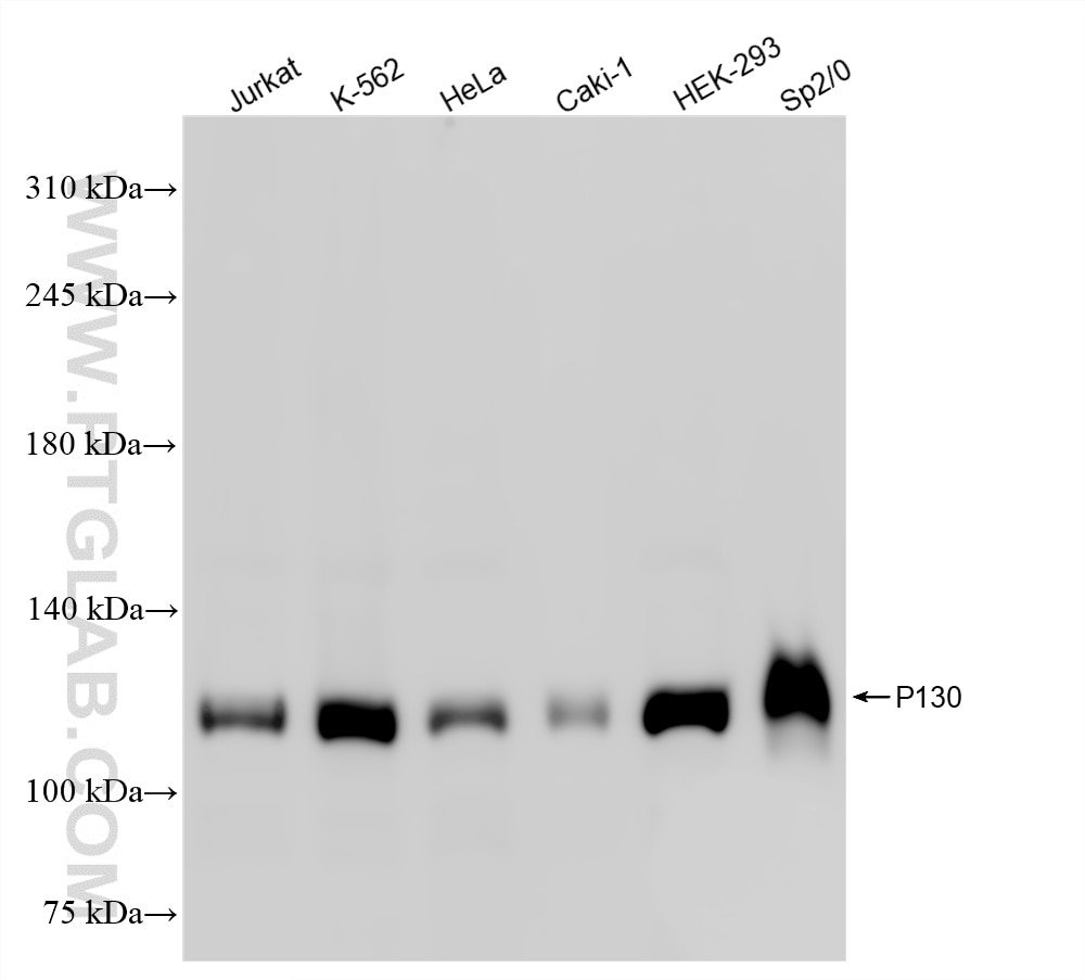 Western Blot (WB) analysis of various lysates using P130 Recombinant monoclonal antibody (87016-1-RR)